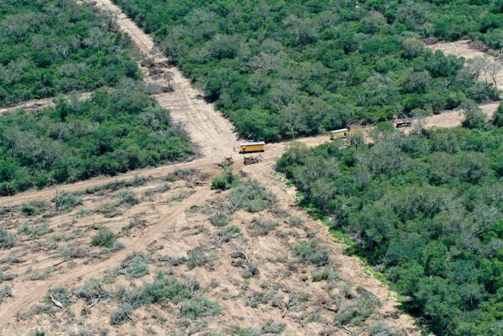 Il rapporto di 4 Ong: &laquo;Nei mangimi per il bestiame la soia da aree deforestate&raquo;