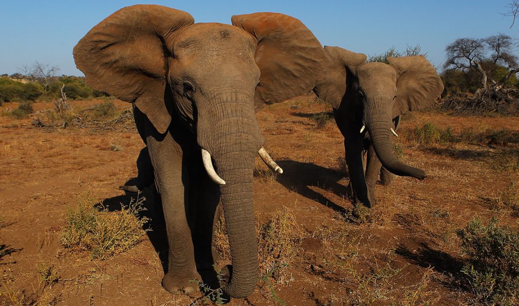 In Botswana si battono all&rsquo;asta le licenze per uccidere gli elefanti. Protesta degli animalisti
