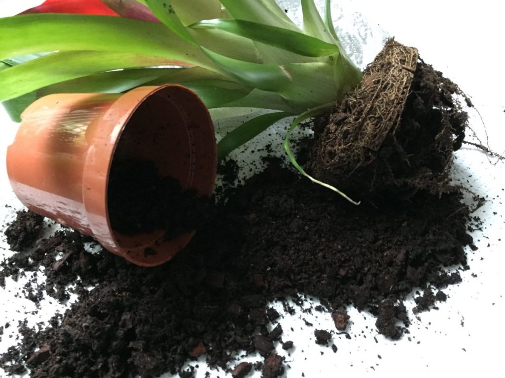 Invasatura delle piante da appartamento: curiosit&agrave; e consigli utili