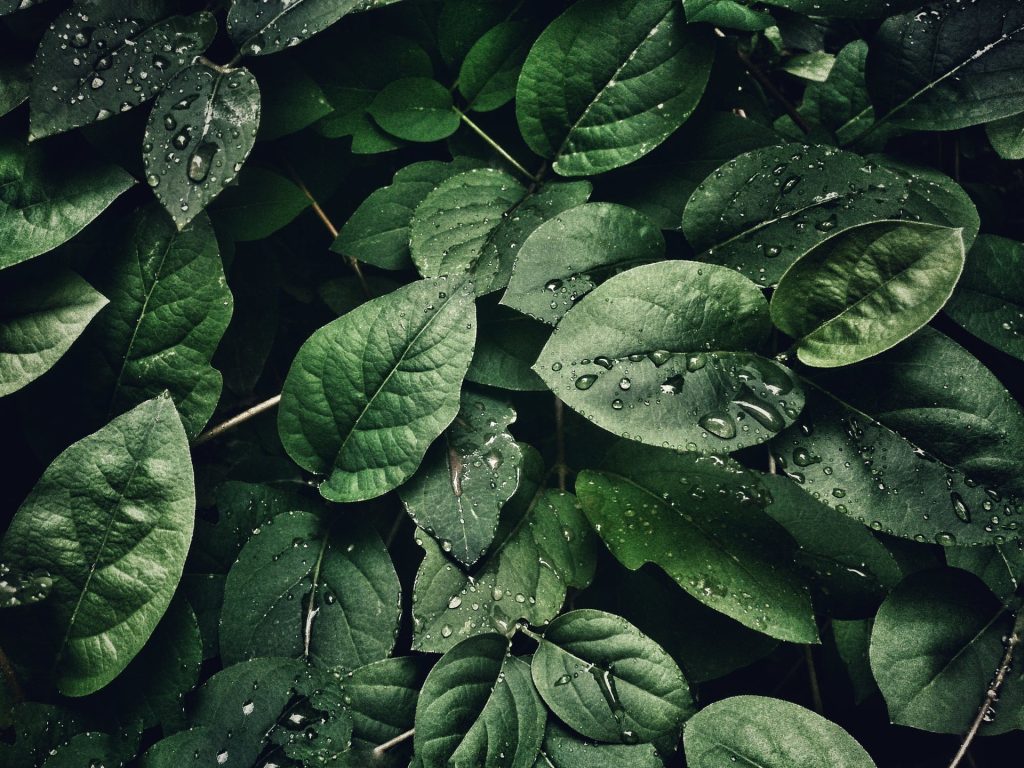 L&rsquo;agopuntura vegetale per la cura di alberi e piante