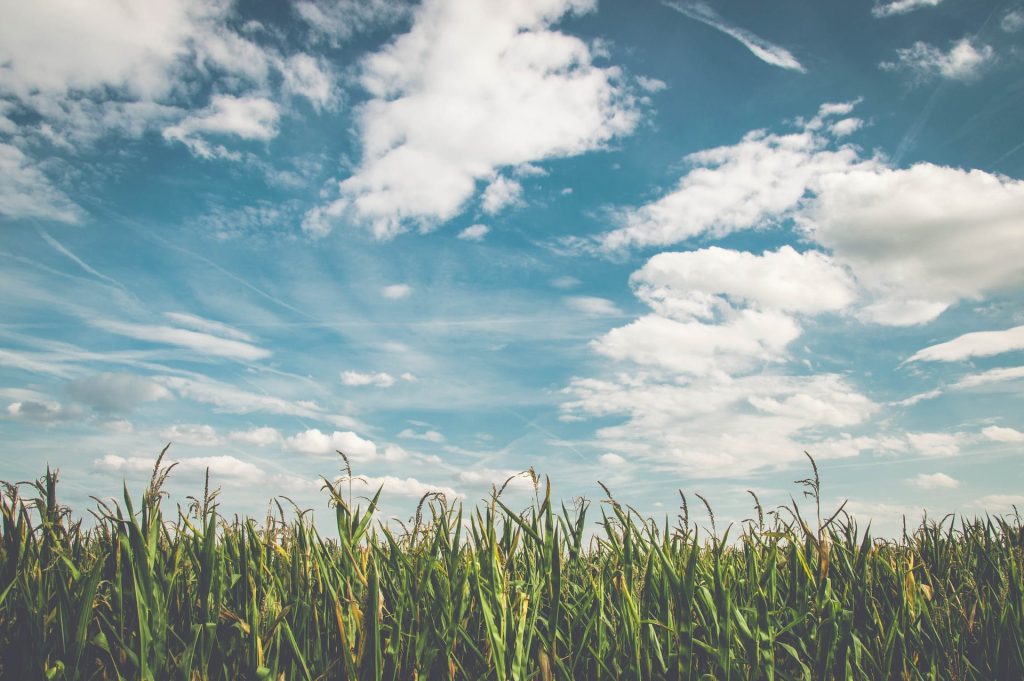 L’agricoltura biologica in aiuto alla biodiversit&agrave;