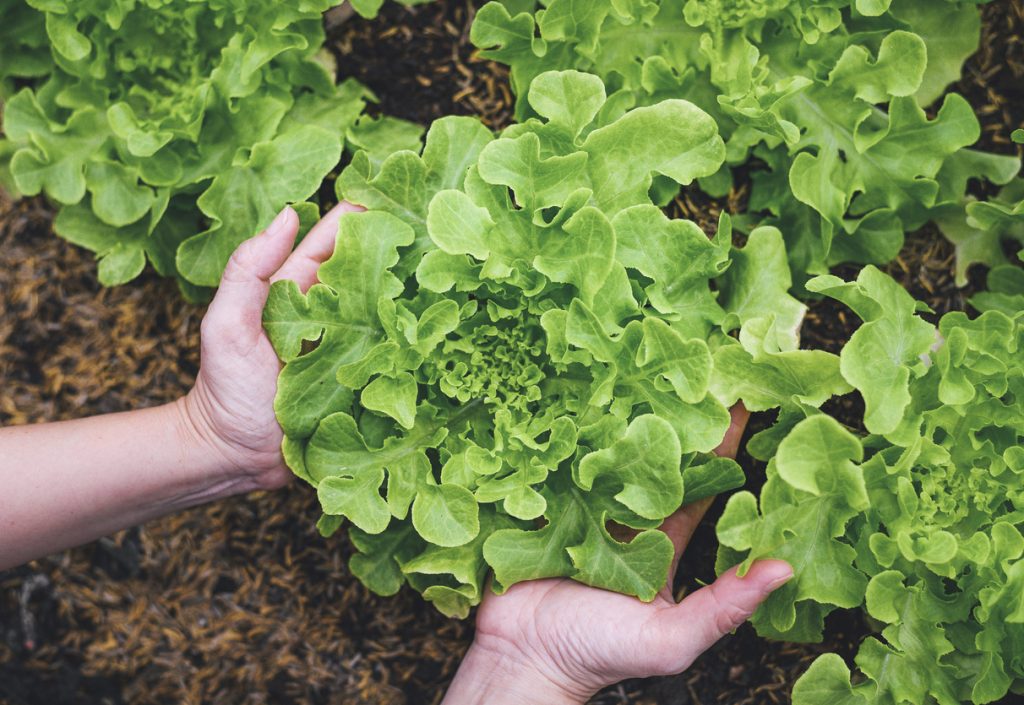L&rsquo;agricoltura del cambiamento
