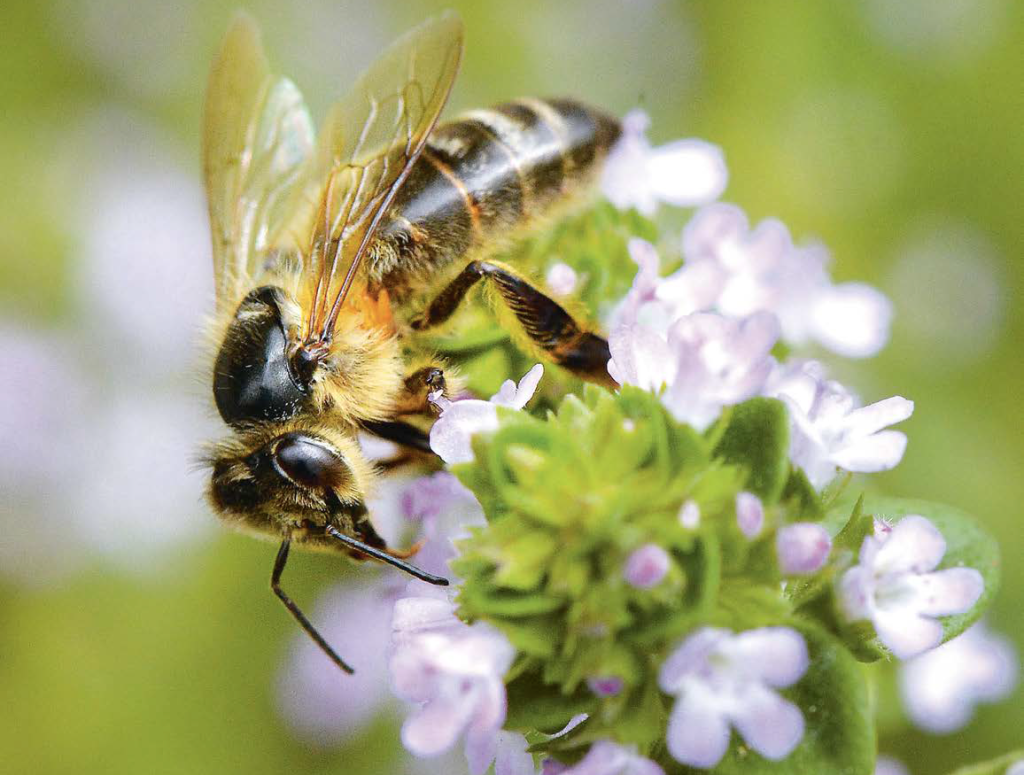 L&rsquo;alveare? Meglio se biologico