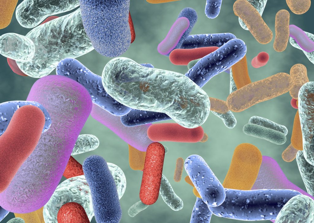 La flora batterica e la sua &ldquo;funzione immunitaria&rdquo;