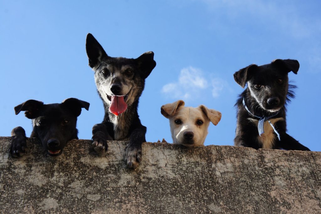 &ldquo;La medicina veterinaria che vorrei&rdquo;: a giugno il convegno