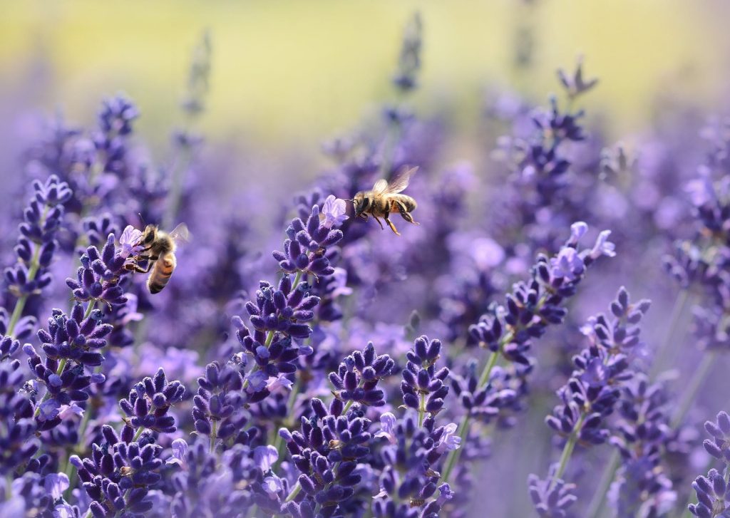 La permapicoltura per gestire in modo naturale l’alveare