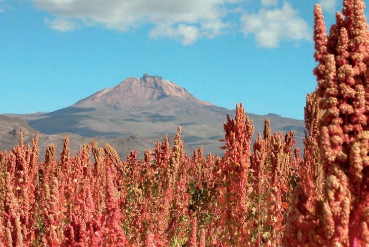 La quinoa: origini e propriet&agrave;