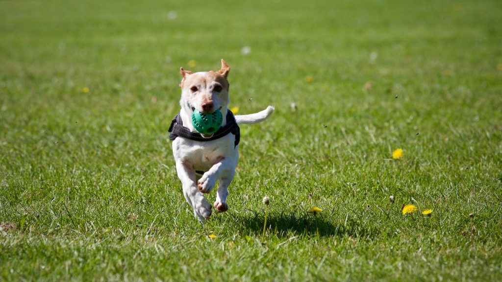 Le 5 regole d&rsquo;oro per lasciare il cane libero di esprimersi