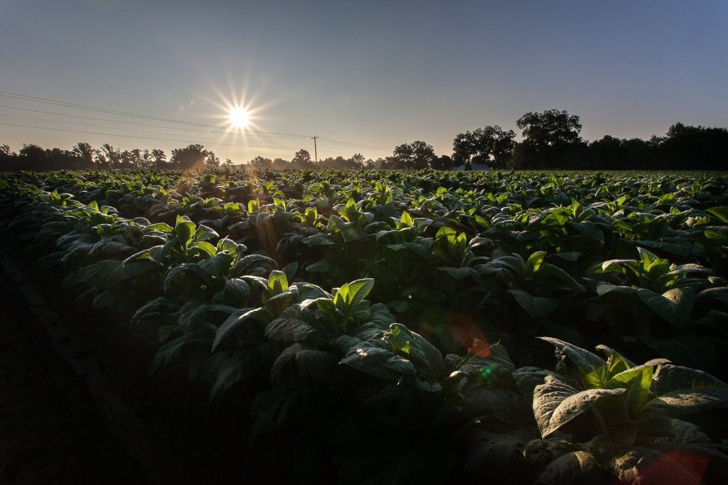 &laquo;Le politiche agricole comunitarie frutto di un negoziato al ribasso&raquo;