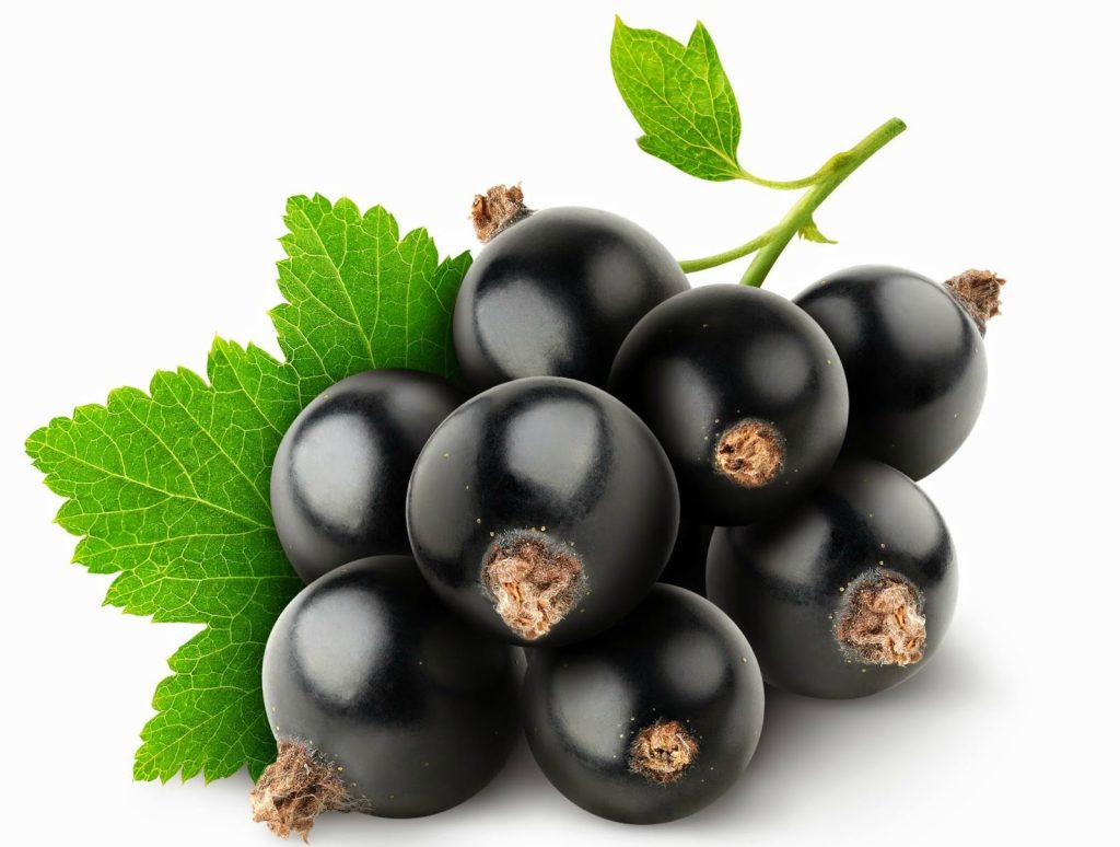Le propriet&agrave; del ribes nero