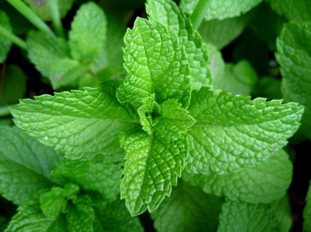 Le propriet&agrave; della menta piperita