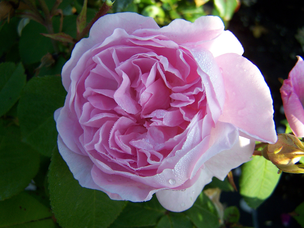 Le propriet&agrave; della rosa