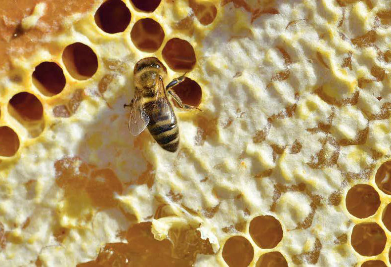 Le risorse fondamentali dell&rsquo;alveare