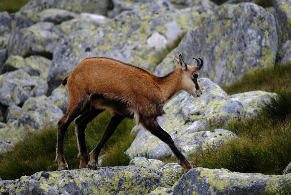Legambiente: &laquo;In Italia tutelato solo l’1,1% della fauna selvatica, legge anacronistica&raquo;