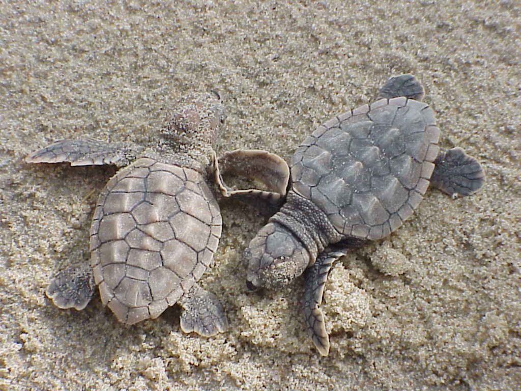 Legambiente: &laquo;Record di nidi per le tartarughe Caretta Caretta&raquo;