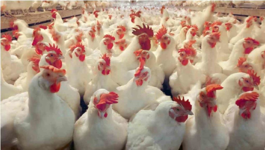 Lettera del mondo associativo e accademico ai supermercati inglesi: &laquo;No a carni trattate con ormoni, cloro e antibiotici&raquo;