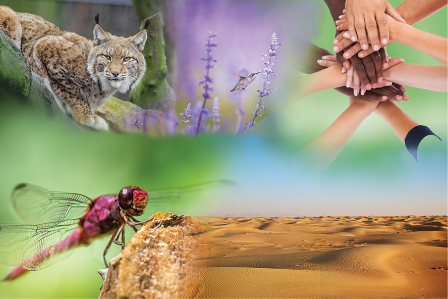 Lipu e Wwf: &laquo;Finalmente pubblicate le linee guida a tutela della biodiversit&agrave;&raquo;