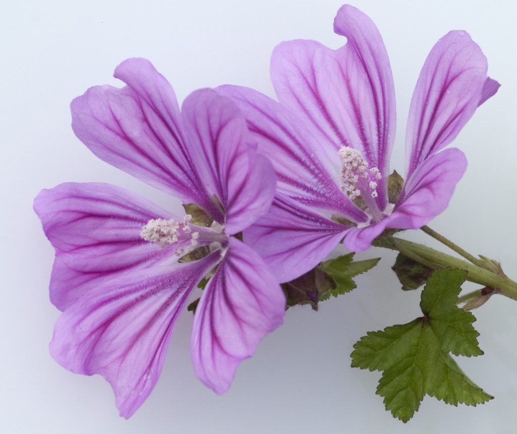 Malva: coltivazione e propriet&agrave;