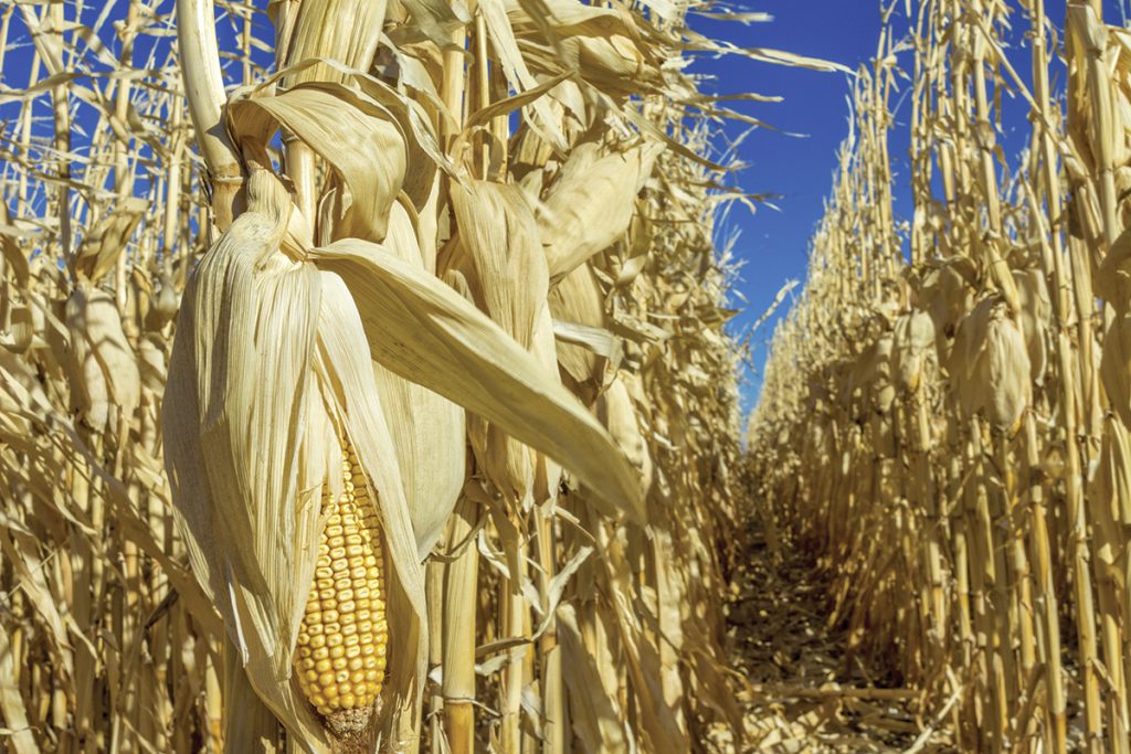 Mammuccini di FederBio: &laquo;Con gli NGT si aggira il divieto degli OGM&raquo;