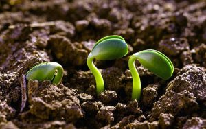agroecologia