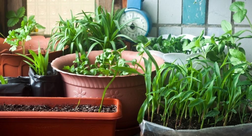 Mani nella terra anche se c’&egrave; solo il balcone: i consigli di primavera