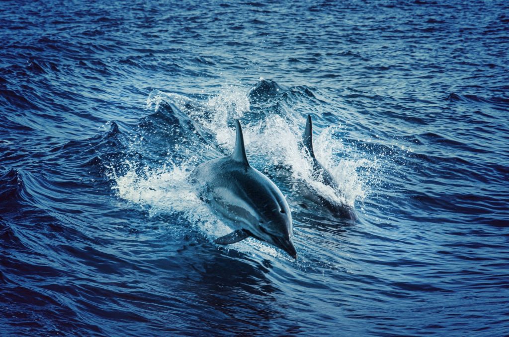 Mare Vivo: &laquo;I delfini vanno salvati&raquo;