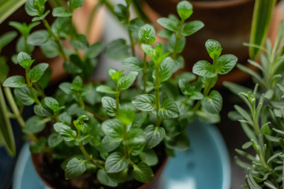 Menta piperita: propriet&agrave; e usi di una pianta tutta da scoprire