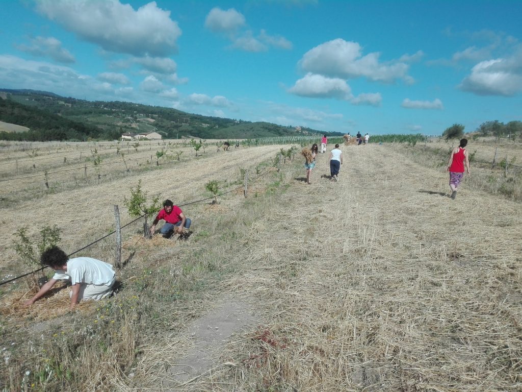 Mondeggi chiede aiuto per acquistare due macchinari agricoli: &laquo;Vogliamo ampliarci e fare rete&raquo;