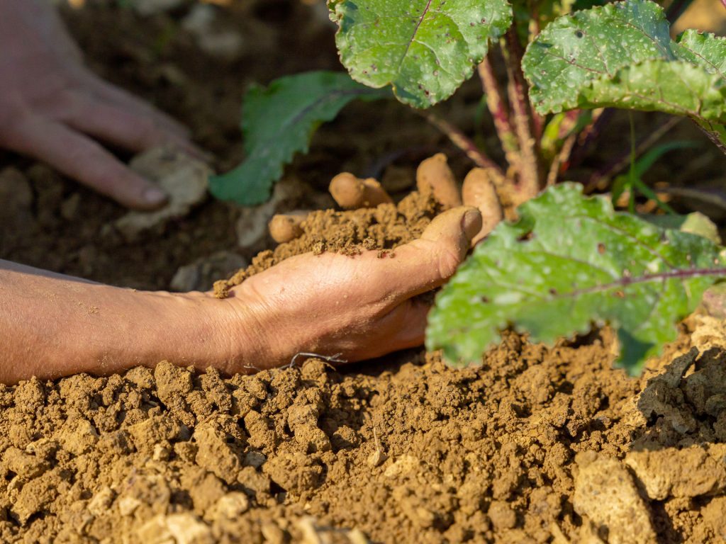 NaturaS&igrave;: &laquo;Agricoltura in difficolt&agrave;, i consumatori consapevoli possono fare la loro parte&raquo;