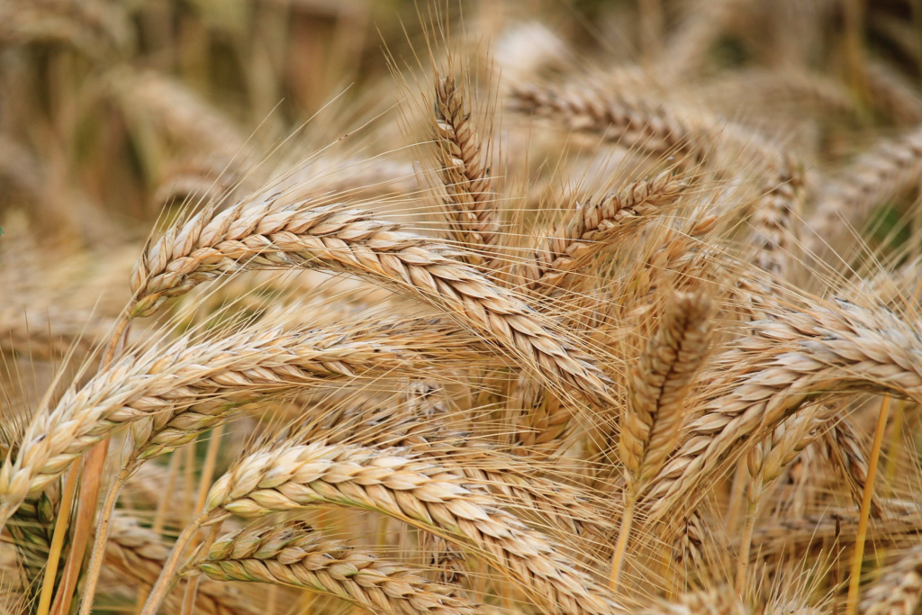 NaturaS&igrave;: &laquo;Sosteniamo chi garantisce cibo sano e cura del suolo&raquo;