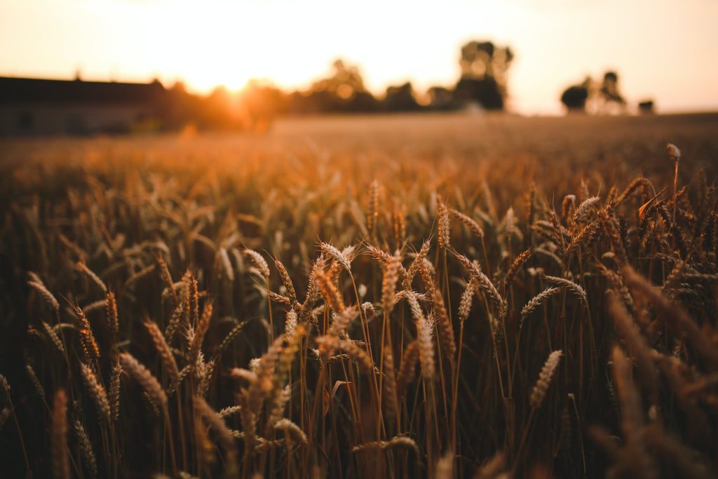 Navdanya: &laquo;Bisogna sostenere la sovranit&agrave; alimentare e l’agroecologia&raquo;