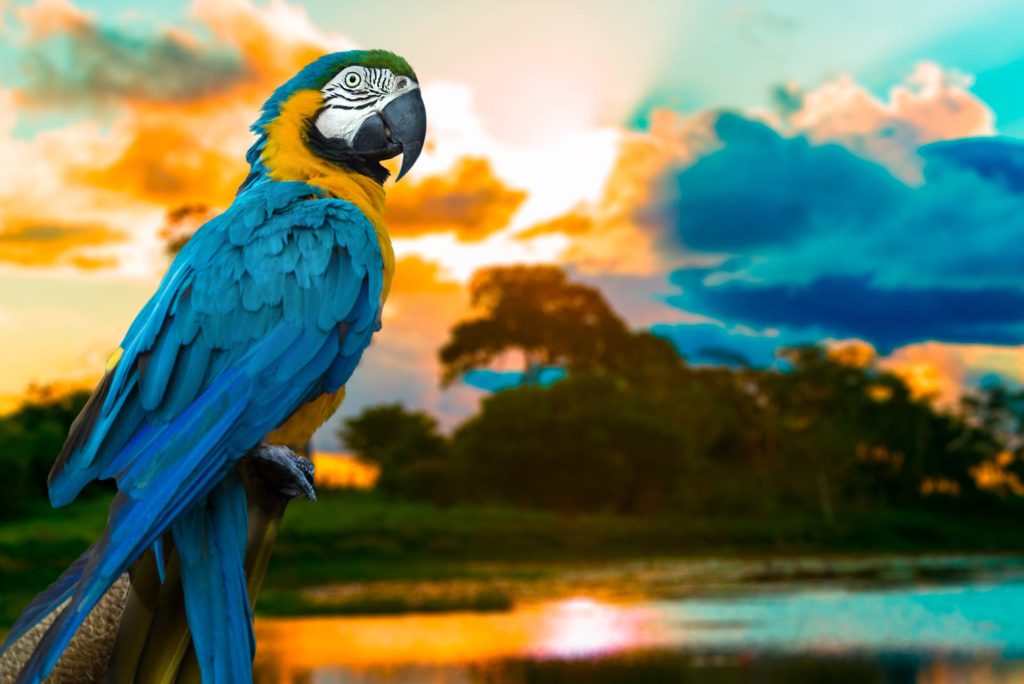 Nel Giorno dell’Amazzonia, 10 cose che &egrave; bene sapere sul “polmone del pianeta”