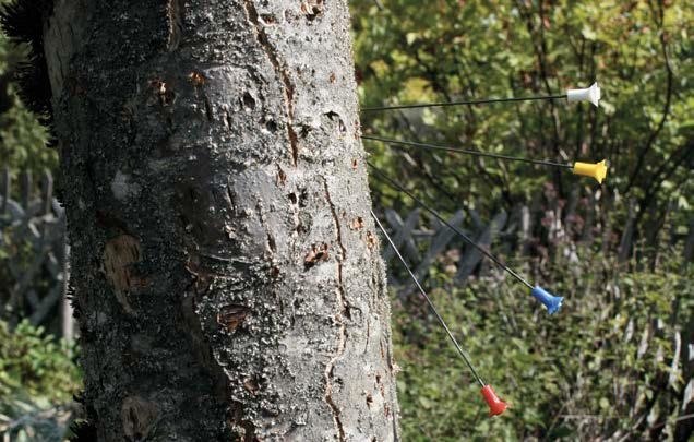 Non c&rsquo;&egrave; dicotomia tra pelle e foglie, tra uomo e piante