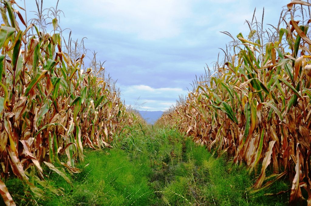 OGM: societ&agrave; civile e produttori biologici e agroecologici bocciano parere della Commissione Ue