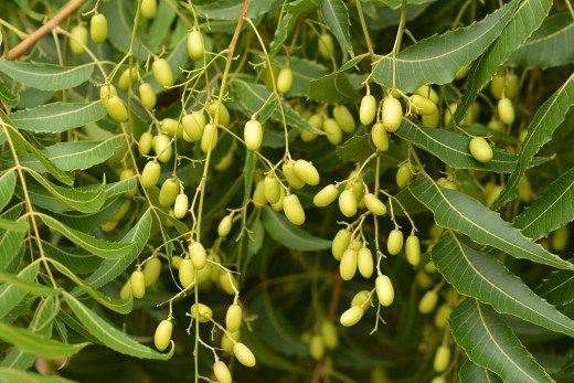 Olio di neem: &egrave; utile anche in agricoltura?