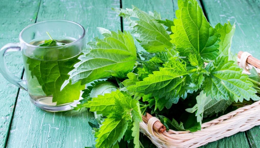 Ortica: propriet&agrave; e utilizzi in cucina