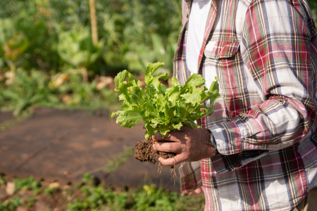 Orto o campo agricolo: ecco cosa si pu&ograve; fare per migliorare il suolo