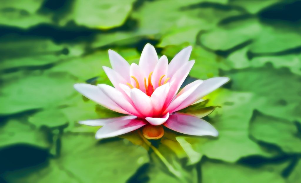 Pema Ch&ouml;dr&ouml;n: &laquo;Come meditare&raquo;