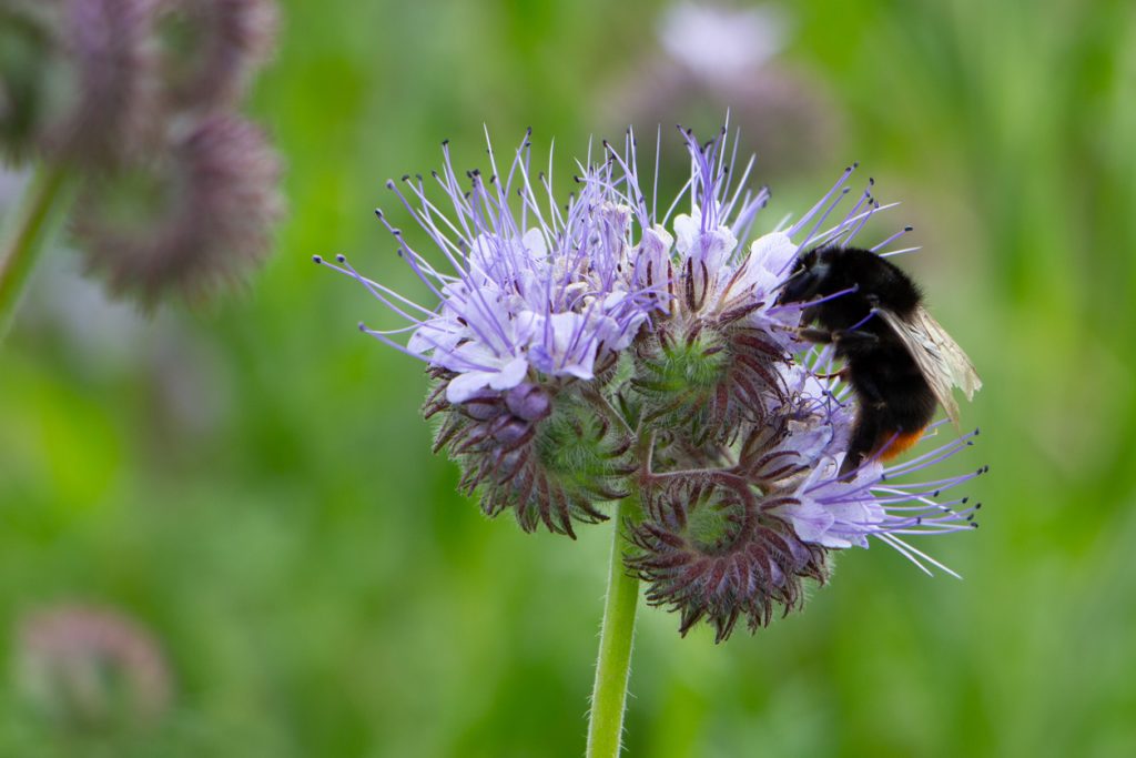 Perch&eacute; fa scandalo l&rsquo;agricoltura biodinamica?