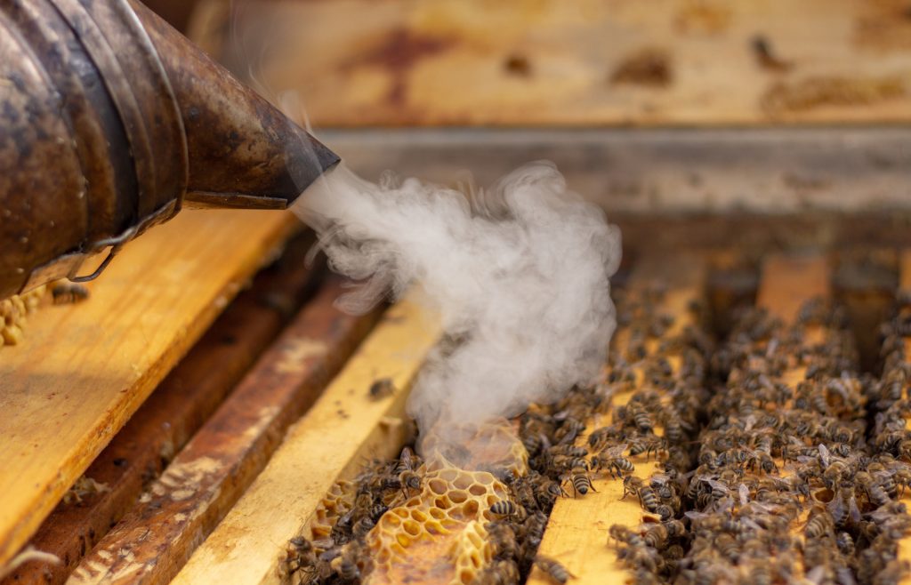 Perch&eacute; il fumo ha un effetto “calmante” sulle api?