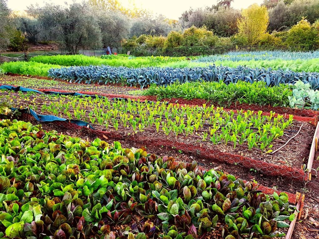 Pesticidi, 24 istituti di ricerca europei si alleano per un&rsquo;agricoltura senza chimica.