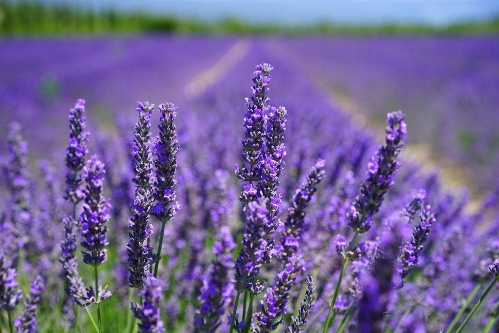 Profumo di lavanda: alla scoperta della Provenza d&rsquo;Italia