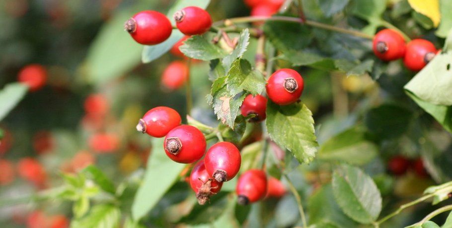 Rosa canina: propriet&agrave;, usi e benefici