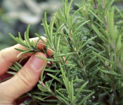 Rosmarino: l’aromatica con propriet&agrave; toniche e digestive