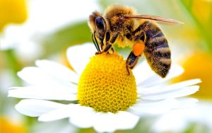 api da salvare