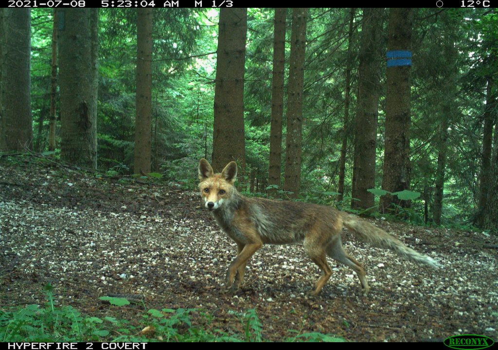 Se la montagna &egrave; affollata, gli animali diventano pi&ugrave; notturni