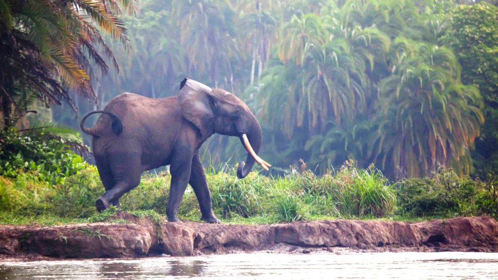 Sempre pi&ugrave; minacciata la foresta pluviale del Congo: l’appello di Greenpeace