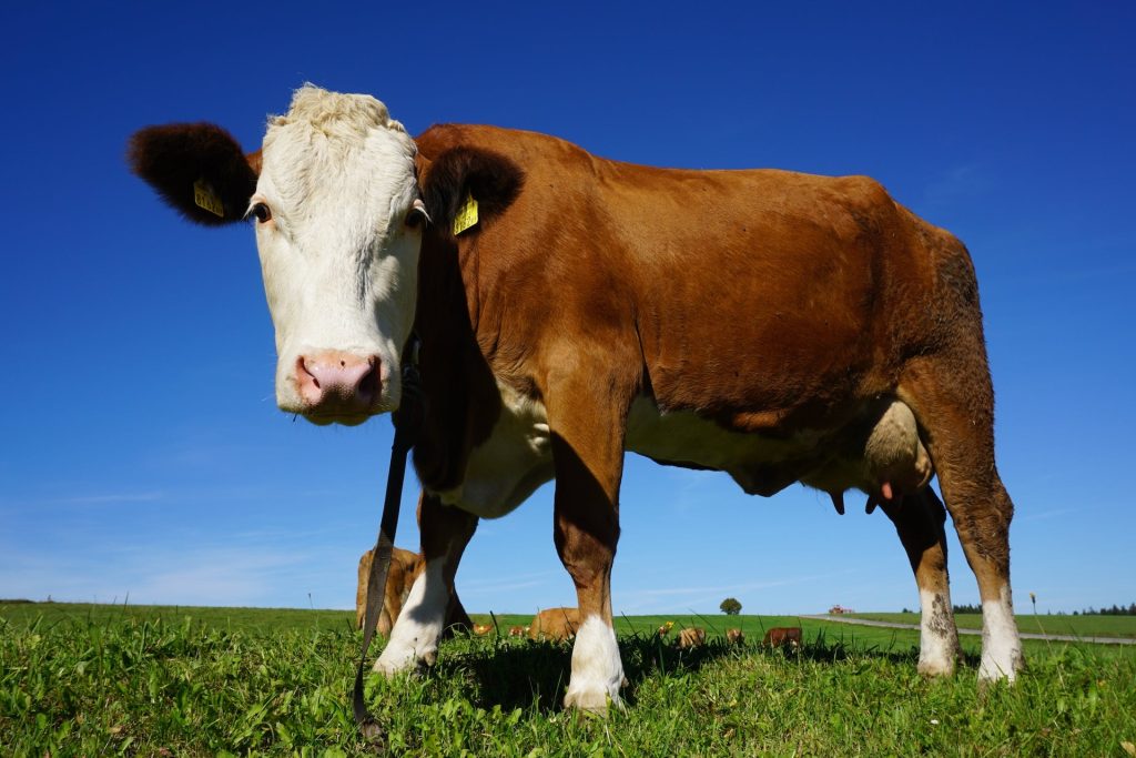 Slow Food: &laquo;Carne, i problemi non si risolvono passando dagli allevamenti intensivi al laboratorio&raquo;