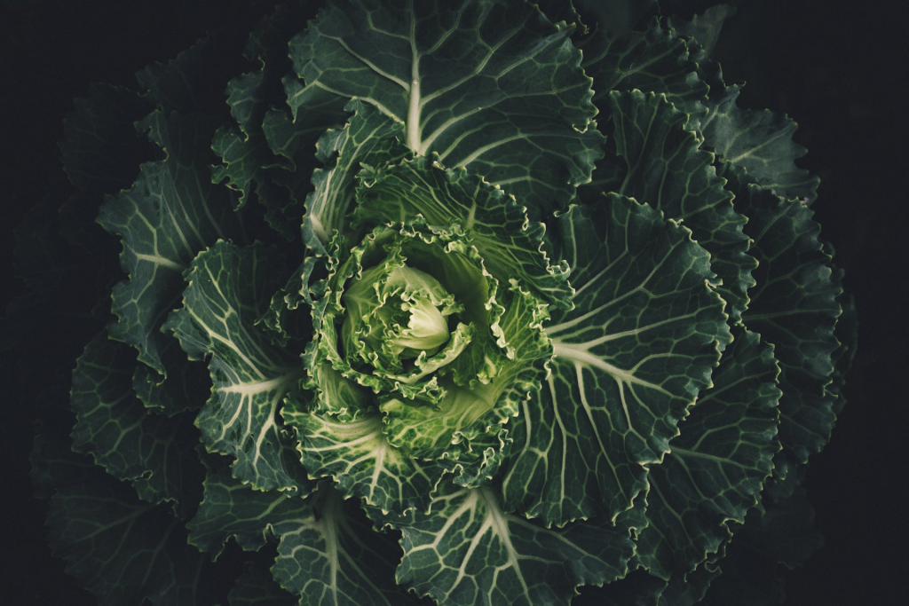 Slow Food: &laquo;Facciamo noi ogni giorno  quello che vorremmo si facesse alla Cop27&raquo;