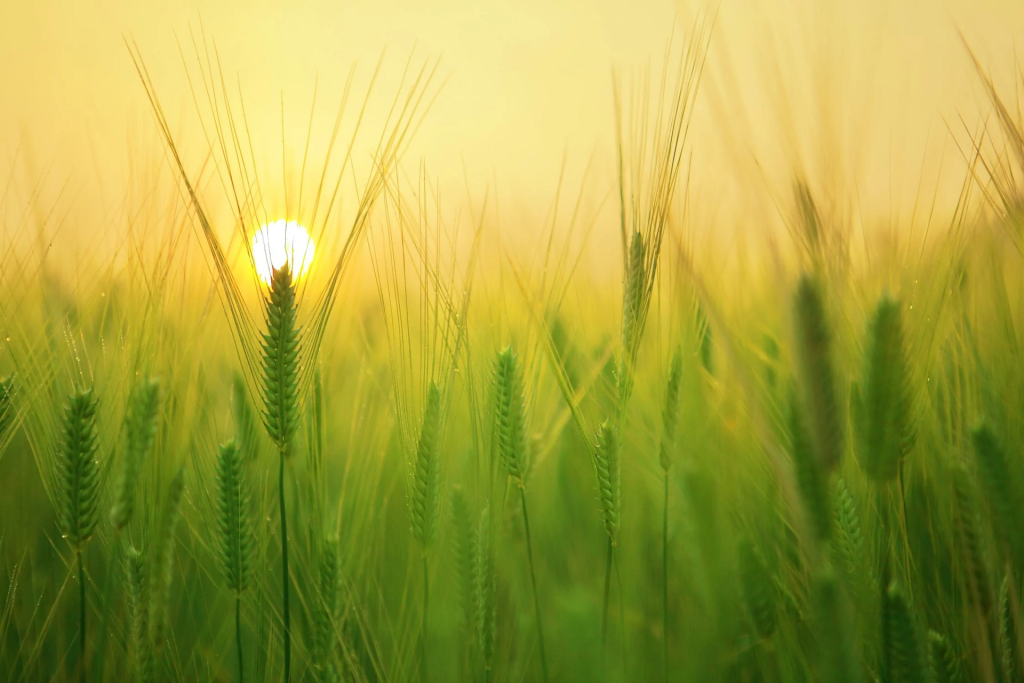 Slow Food: &laquo;La COP27 finisce, ma i sistemi alimentari inquinanti rimangono&raquo;